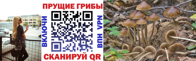 Купить где  Шагонар  Псилоцибиновые грибы MAGIC MUSHROOMS 
